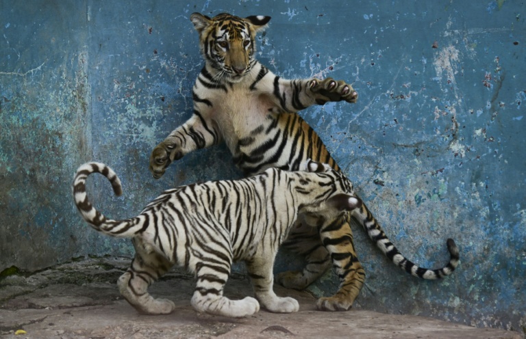 A Cuban zoo, and its animals, in epic battle for survival