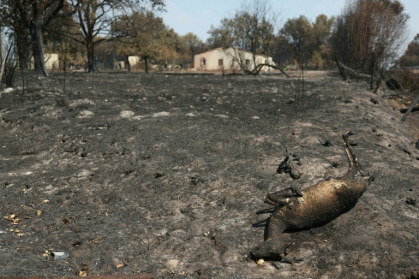 France is expecting significant wildlife losses due to the fires near Bordeaux. - ALAIN JOCARD (AFP)