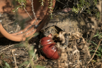 The tortoise had not eaten in days after the home's human residents fled in a hurry last week - Ed JONES (AFP)