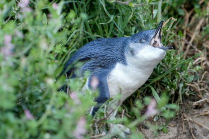 Little penguins in Australia are at risk from H5N1 avian influenza - HO (AFP)