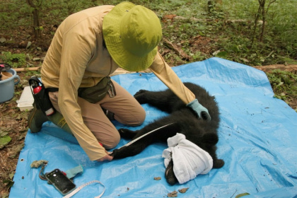 Scientist Akiko Takii takes blood and fur samples from a young Asiatic black bear - Harumi OZAWA (AFP)