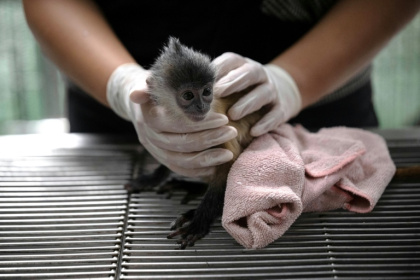 A six month-old leaf monkey that was intercepted by the Wildlife Crime Intelligence Unit at Suvarnabhumi airport - Lillian SUWANRUMPHA (AFP)