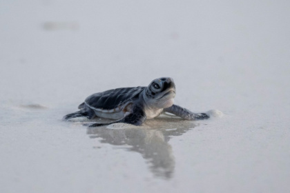 Green turtles have made the rare jump from endangered to 'least concern' in global conservation rankings - SAI AUNG MAIN (AFP)